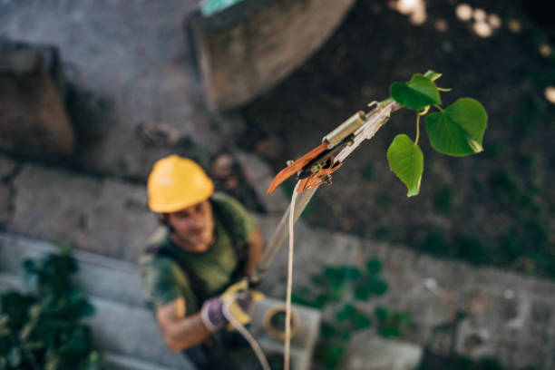 Best Tree Trimming Near Me  in Fort Smith, AR